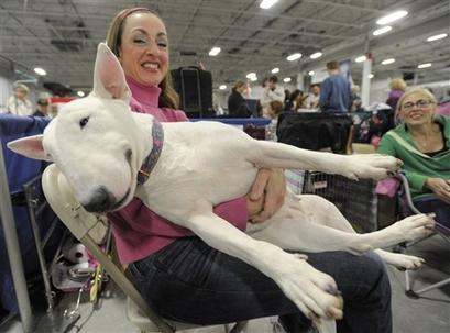 English Bull terrier