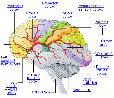 Galvas smadzenēs vienas... Autors: kapars118 Ķermeņa izzināšana