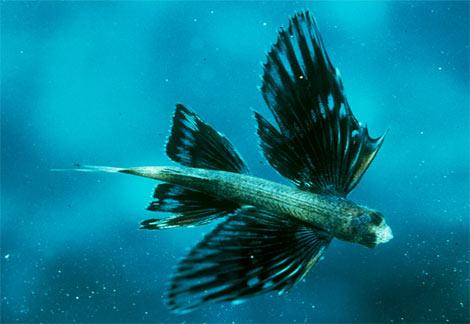 LIDOJOŠĀ ZIVS  šai zivij ir... Autors: Durrrr van der Kurrr Fakti par dzīvniekiem