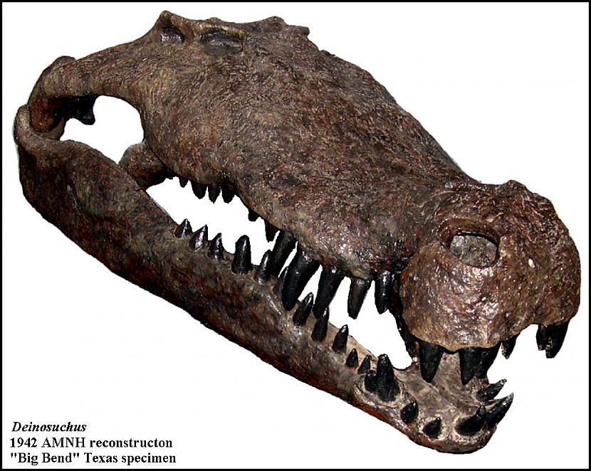 Deinosuchus Vēlā Krīta perioda... Autors: Fosilija Daži krutākie reptiļi kādi eksistējuši.