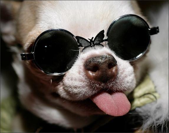 Doggles Taisīt aizsargbrilles... Autors: im mad cuz u bad 10 muļķīgākās un ienesīgākās interneta BIZNESA idejas