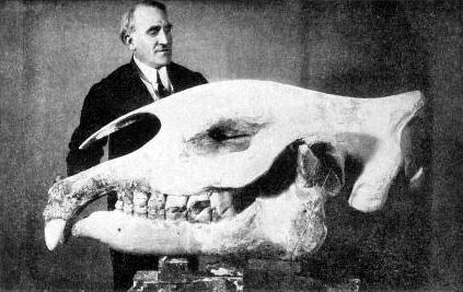 Paraceratherium Autors: Fosilija Daži krutākie zīdītāji un putni
