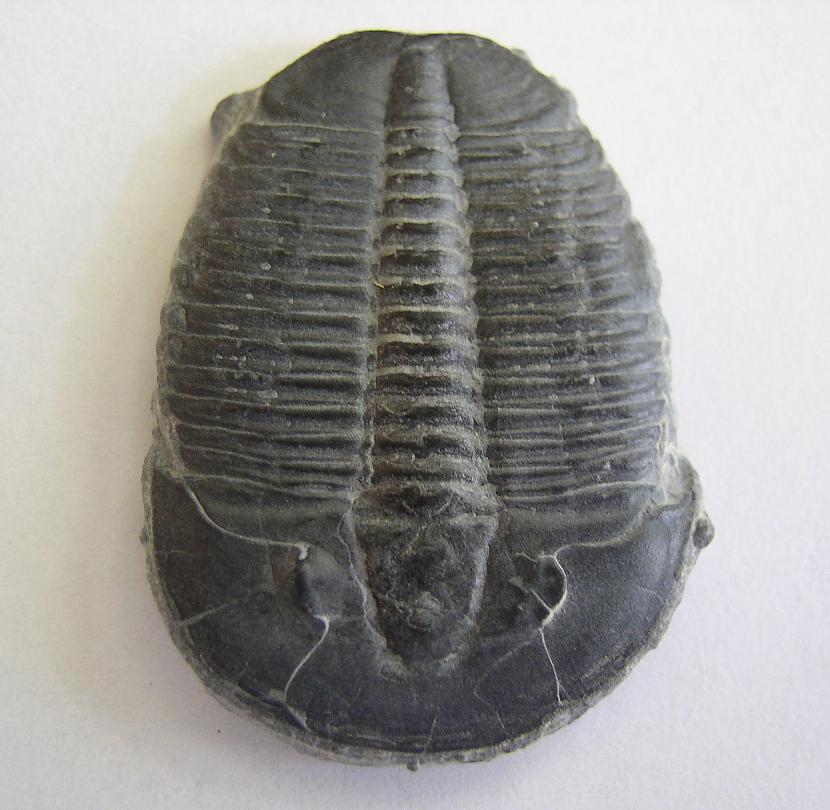 Trilobite Autors: Fosilija Daži krutākie bezmugurkaulinieki