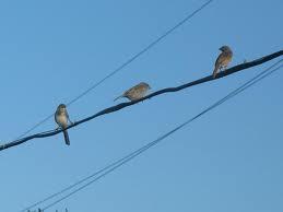  Autors: lacukstedy Kāpēc putniem, sēžot uz elektrības vada, nesit elektrī