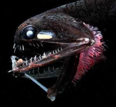 Stomiidae jeb Dragonfish Autors: Fosilija Dažas krutākās dziļūdens zivis