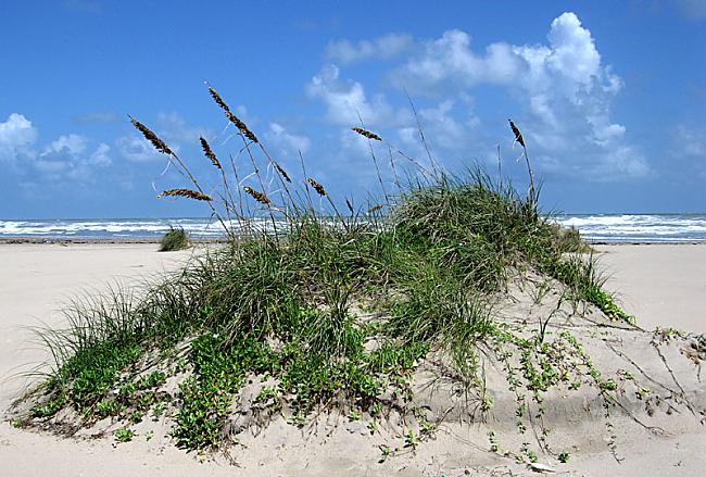 Gulfa krasta pludmale atrodas... Autors: PRESS Bīstamākās pludmales pasaulē.