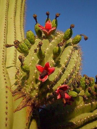 Saguaro var sasniegt 138 m... Autors: Sabana Saguaro