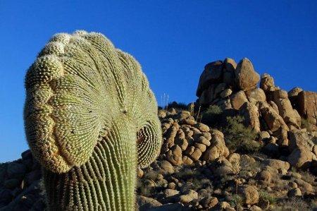  Autors: Sabana Saguaro