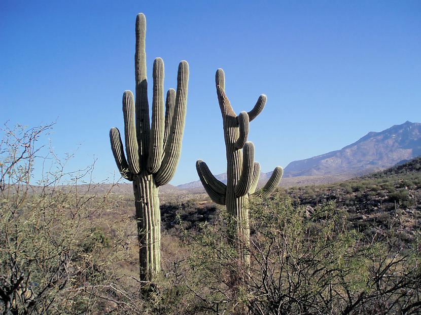  Autors: Sabana Saguaro