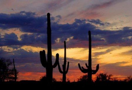 Kaktusa cena melnajā tirgū ... Autors: Sabana Saguaro