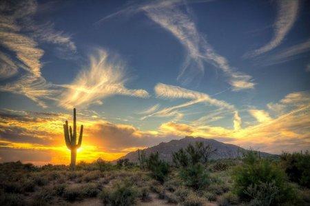 Kaktusa sēkliņas satur lielu... Autors: Sabana Saguaro