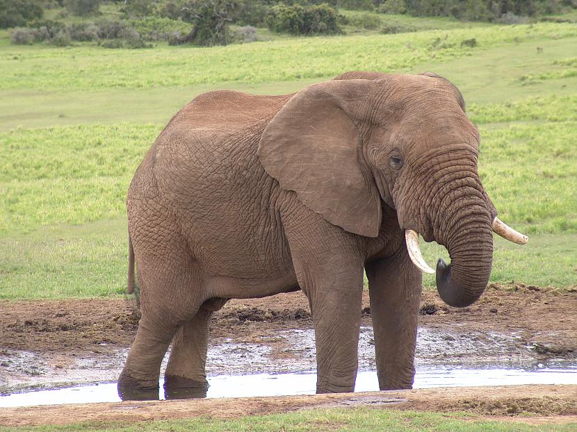 Pieradinātos Indijas ziloņus... Autors: Tavs Sencis Fakti par ziloņiem