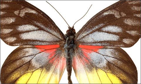 Lepidopterophobia  bailes no... Autors: Yehet 6 absurdas fobijas