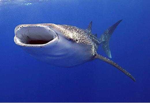 8 Lielākā zivs ir Vaļhaizivs... Autors: Dynamic Mind 10 Pasaules lielākie dzīvnieki!!