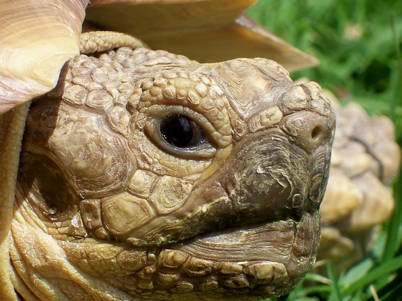 Sauszemes bruņurupučiem ausis... Autors: 6luks Bruņurupuči