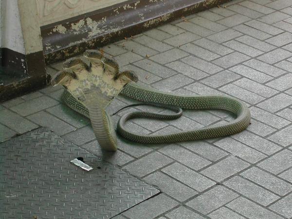 Tā kā kobras tajā rajonā... Autors: Optimists NaCl Parasta čūska ?