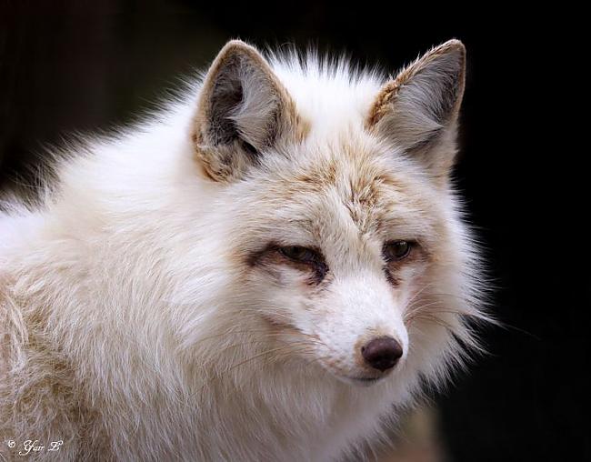 White fox. Fox белый. Лис Уайт. Белую лису гладят. Якутские лисы серебристые глаза разные.