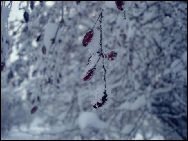  Autors: siikaa189 Ziemas dabas bildes