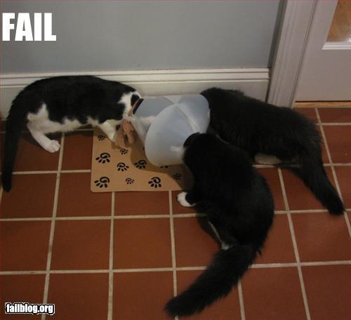  Autors: murmulis13 Cat fail