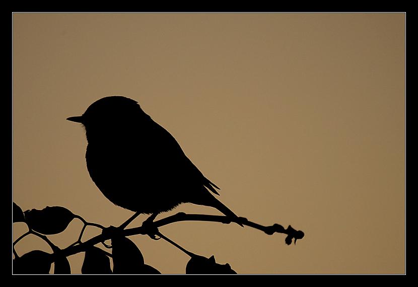  Autors: Andrejs Māsēns like a bird