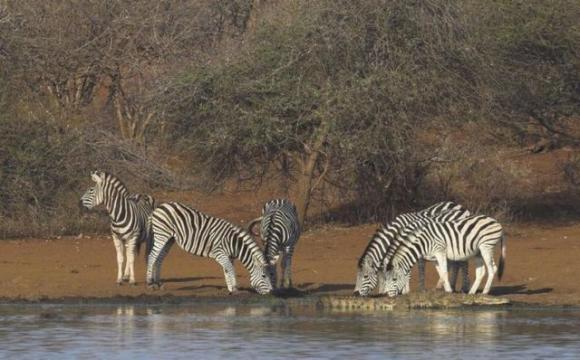  Autors: Optimists NaCl Zebras cīnās un uzvar !