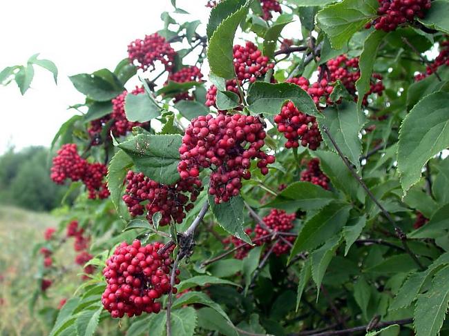 Plūškoks No visiem burvju... Autors: Lilitinja Māņticība un siimboli. 4.daļa