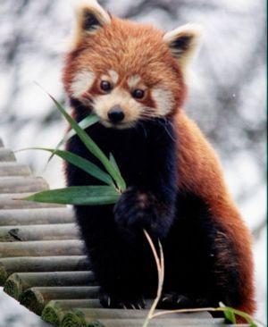 RED PANDA Tās dzimtene ir... Autors: Vladziks Dīvainākie dzīvnieki pasaulē