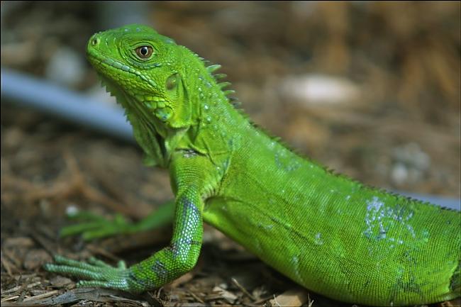 Iguana var beigt pati savu... Autors: diiiiii Interesantā dzīvnieku pasaule