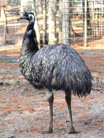 Emu nespēj iet atpakaļgaitā Autors: diiiiii Interesantā dzīvnieku pasaule