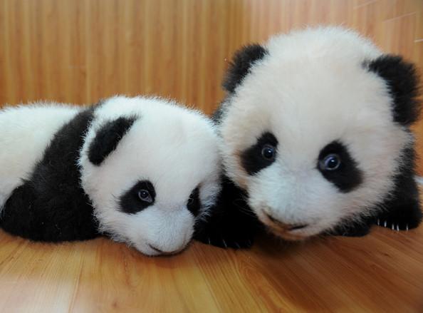 Šie dzīvnieki ir ļoti slinki... Autors: bee62 Ķīnas zinātnieku cīņa par pandu izdzīvošanu