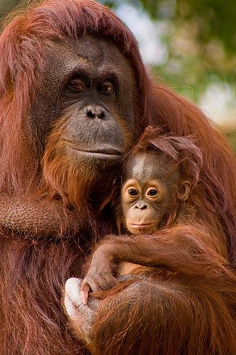 Orangutāni izrāda agresiju ar... Autors: W9ally Dažādi fakti par dažādām lietām