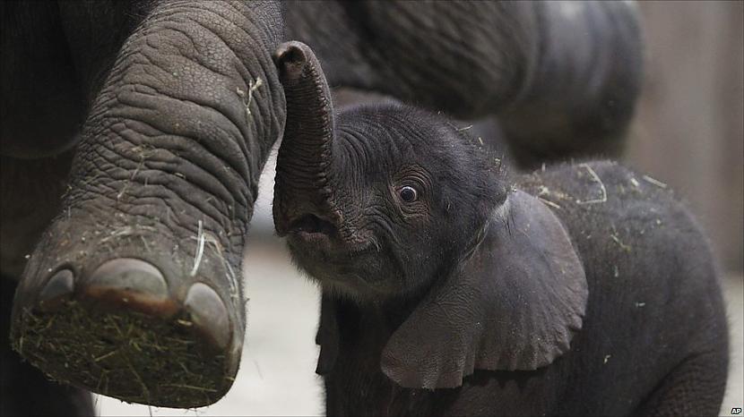 Ziloņu mazulis Uli stāv blakus... Autors: Pļerkts Pēdējas 2 dienas bildēs :)