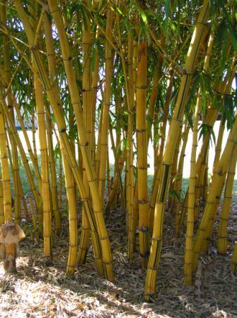 14Gigantiskais bambuss izaug... Autors: Danc 20 jauni FAKTI,kuri iespējams nebūs dzirdēti!
