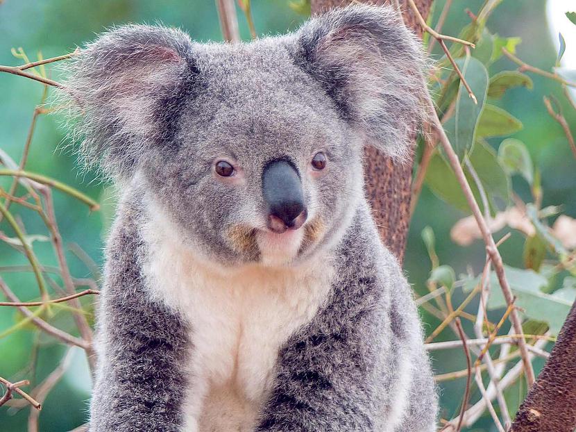 6Koalas ir vieni no... Autors: Danc /2.daļā/15 jauni FAKTI,kuri iespējams nebūs dzirdēti!