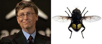 Bill Gates Flower Fly Gandrīz... Autors: elements Dzīvnieki, kurus nosauca slavenību vārdos.