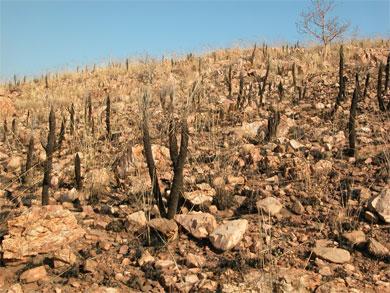 Xerophyta Retinervis savā... Autors: Fosilija Atdzīvojies