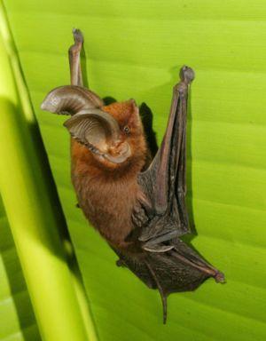21 Sikspārnis Bat jeb Myzopoda Autors: VinijsPūks 25 pasaules jocīgākie dzīvnieki