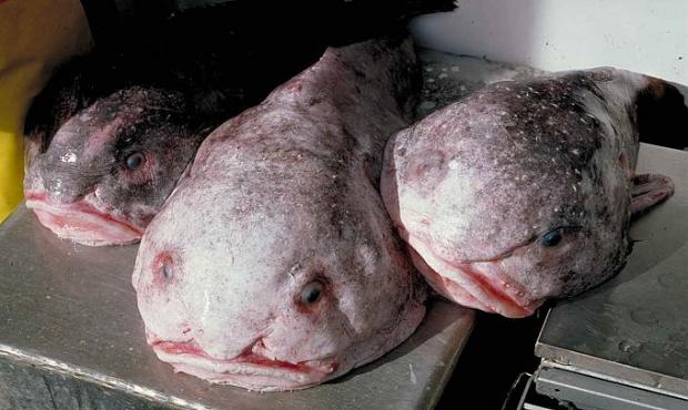 25 Blobzivs Blobfish jeb... Autors: VinijsPūks 25 pasaules jocīgākie dzīvnieki