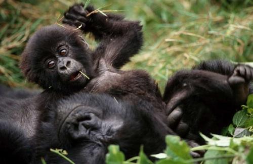 Gorillas  ir apdraudēta suga... Autors: Reigans Dzīvnieki kurus Ēd...