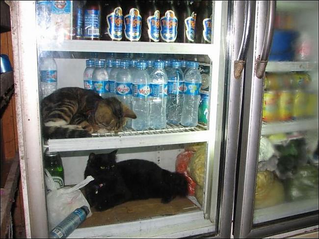  Autors: filips123 Kā Taizemes kaķi glābjās no karstās vasaras.