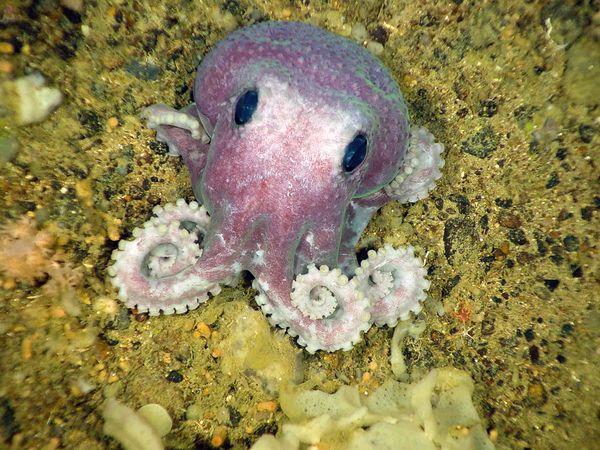 Jaunais Purpura Astoņkājis Autors: Džordžs no Džungłiem 10 dīvainākie jaunatklātie dzīvnieki 2010.gadā !
