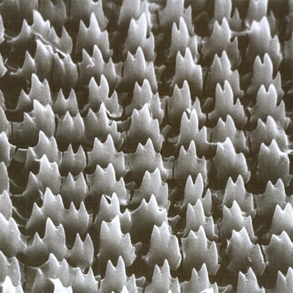 Gliemeža zobi Autors: Tiamo Zem mikroskopa
