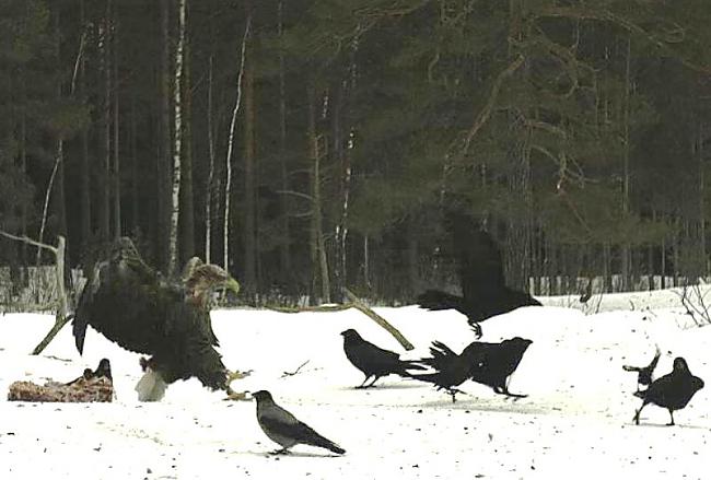 Autors: edziks111 Web kameras Igaunijas mežos