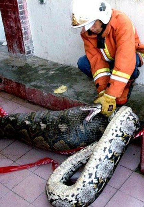 Fermeri Malaizijā atrada šo 5m... Autors: BīstamāGramatika Čūska apēda kazu!