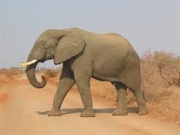 Ziloņi ir vienīgie dzīvnieki... Autors: kalninelo Neticamas lietas...