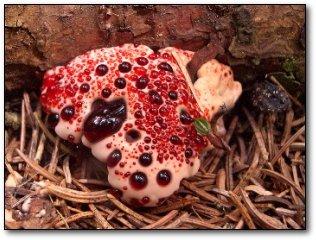Bleeding Tooth Fungus Izskatās... Autors: tomsters Vieni no dīvainākajiem augiem.