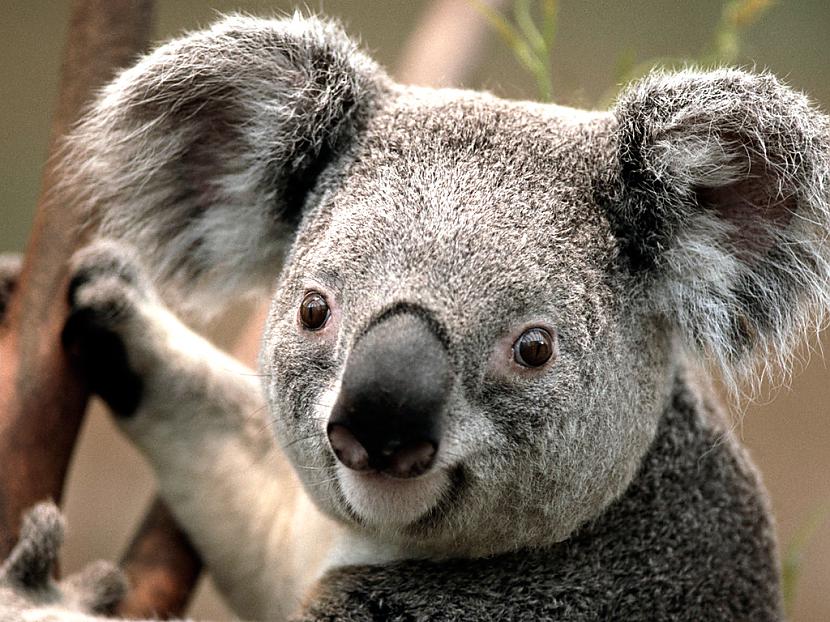 Austrālijā lai koalas neietu... Autors: Punky2000 Daži fakti !