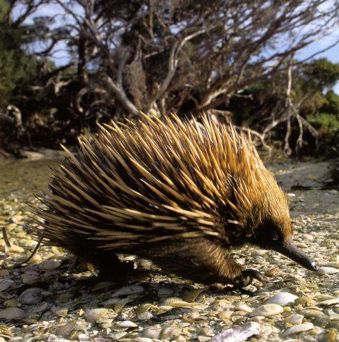 Ehidna Autors: YourShadow Austrālijas dzīvnieki.