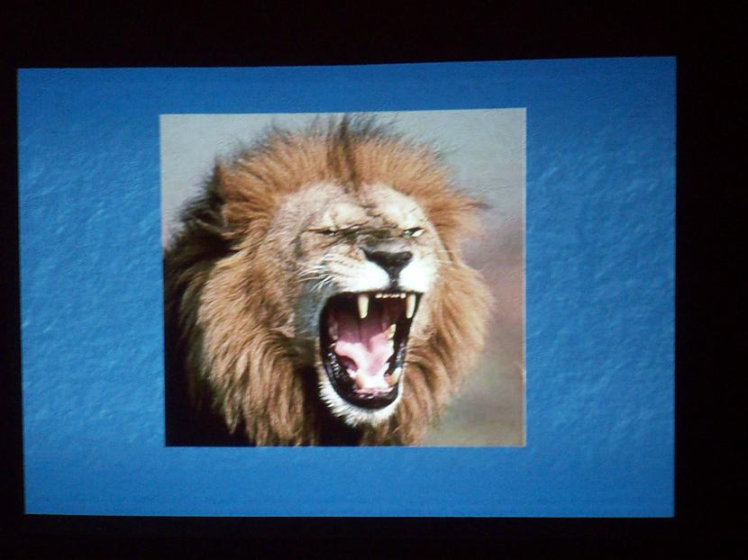 lauva Autors: assasinscreed Dzīvnieku bildes