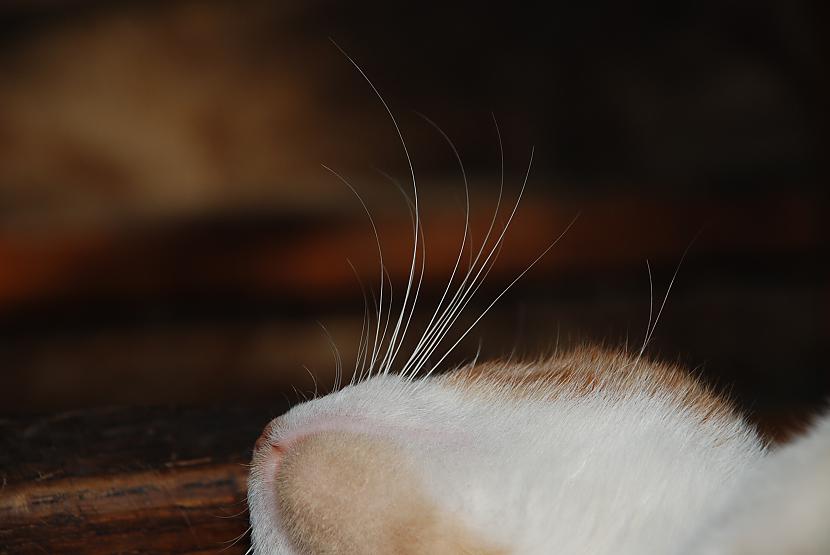 ŪsasKaķa ūsas vibrises Jūtīgi... Autors: Ungus Kaķis